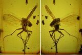 Large, Detailed Fossil Fly (Diptera) In Baltic Amber #135083-2